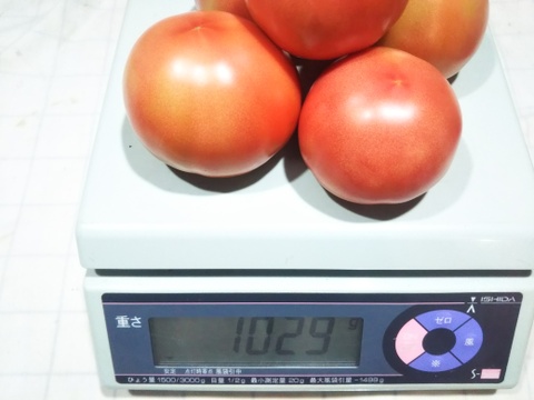 トマト好き集まれ！！
完熟フルーツトマト(フルーティカ）・桃太郎トマトセット。
「露地栽培の畑でタップリ日光を浴びて完熟状態での収穫です」
各々１Ｋｇ詰めでお届けします