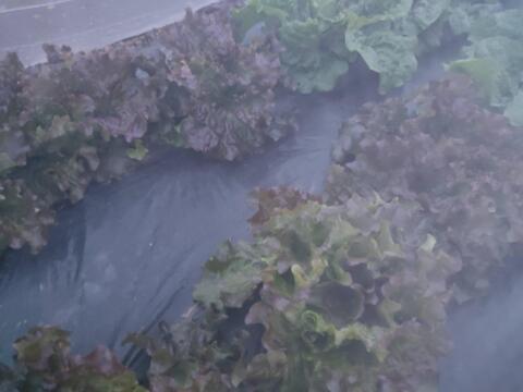 🍃【朝採り】旬の株どりレタス2〜3株 ＋ 旬野菜の詰め合わせBOX🍃