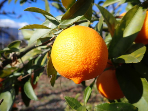 もぎたて 姫レモン 約1.5㎏