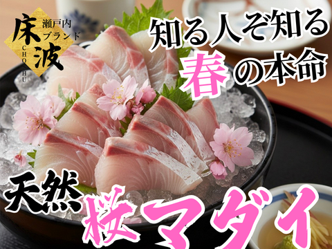 🌸“脂のピーク”×“旨みのピーク”を迎える奇跡の鮮魚🌸刺身通に贈る旬極まる吟味の一尾『天然国産桜マダイ』長州床波ブランドお試しキャンペーンお刺身約350g【4月上中旬予約】