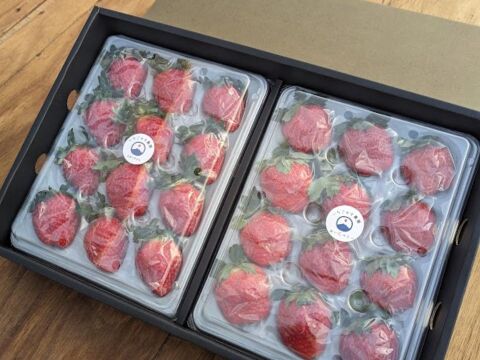 【大切な方への贈り物に】贅沢！食べ比べいちご 化粧箱入り400g×2トレー