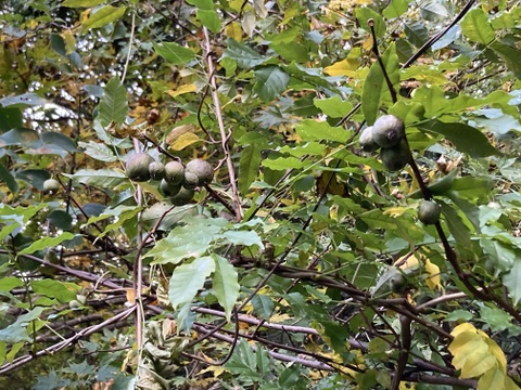 天然　サルナシ　京都産　１キロ 冷凍