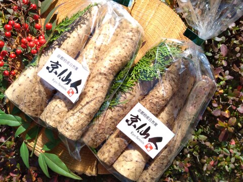 【免疫力アップ！】まるでお餅！ねばりが自慢の自然薯「京仙人」８００ｇ（４００ｇパック×２個セット）予約受付中～１２月よりお届け可能！