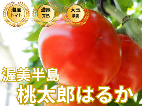 🍅オシャレ女子に人気🍅贈り物に選ばれる冬春トマト☆品種指定キャンペーン『桃太郎はるか』🍅プロが認めた冬春の逸品🍅お試約1kg【ギフト・ご褒美に】【12月中旬予約】
