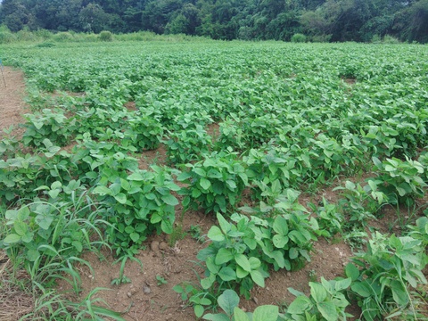 農薬不使用、無肥料栽培、希少!　山梨県上野原産　津久井在来枝豆（枝付き）１ｋｇ