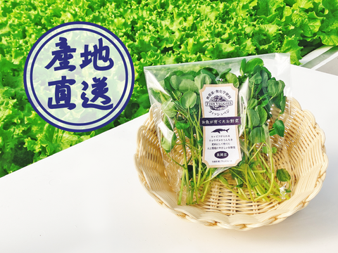 【FISH VEGGIES】サラダクレソン 30g　化学肥料/農薬不使用だから安心して食べられる