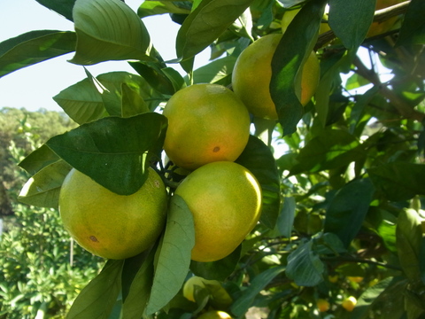 初物【小粒5キロ】節減対象農薬　特別栽培で育てたからだにやさしい　有田みかん　きのゆらら　(YN26)同品種