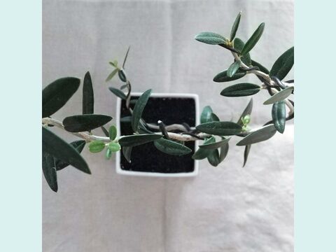 【ギフトにも◎】種から育てた南アルプスのオリーブ盆栽（PS224）