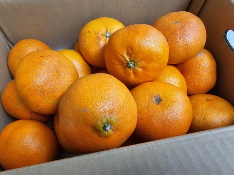 【希少柑橘】甘平家庭用4㎏