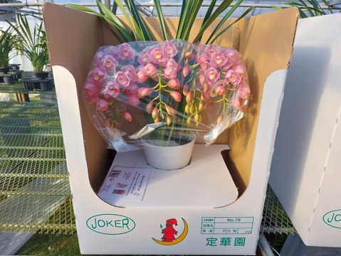 シンビジウムアーチ仕立て3本立