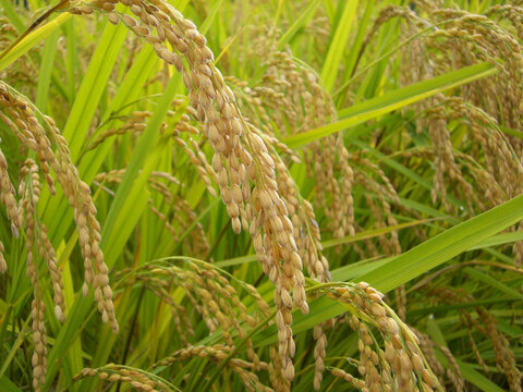 ぬか漬けに！「米ぬか」【2kg】農薬化学肥料不使用
