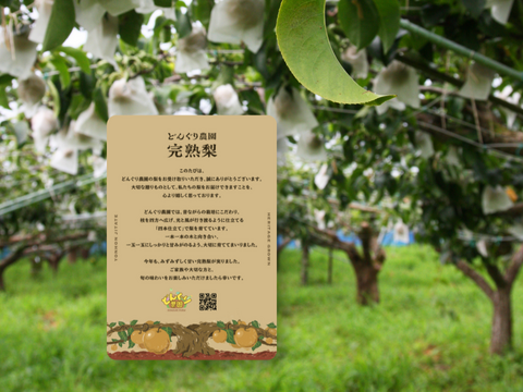 【静岡県産】志太梨（贈答用3kg）