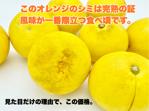 【完熟の証】低温貯蔵 土佐文旦 訳あり大玉5kg｜風味が際立つ食べ頃・日本ギフト大賞受賞・文旦発祥の地 ・高知県土佐市産 ・やの一果彩