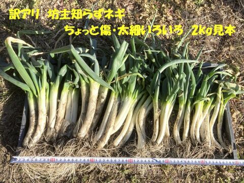 【訳アリ】坊主知らずネギ　２kg【農薬・化学肥料不使用】岐阜県産　今だけお買い得♪　3割引き！　売り切れゴメン＼(^o^)／　甘く柔らかい・農家の台所から～希少ネギ