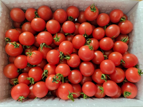 【甘くて芳醇ご褒美ミニトマト】　寒暖差で甘みが凝縮した今が旬！太陽の光をたっぷり浴びて育った高糖度ミニトマトをギフト箱でお届けします！自分へのちょっとしたご褒美、大切な方への贈り物にも！　2kg×1箱