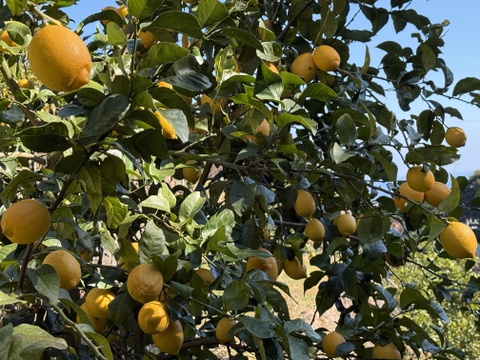 〔秀・優〕完熟イエロー果汁たっぷり！『ATAMI de LEMON®』5Kg- 爽やか芳醇- 品種お任せ
