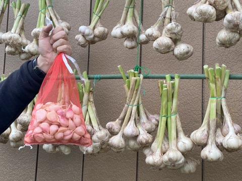 ニンニク　霧島