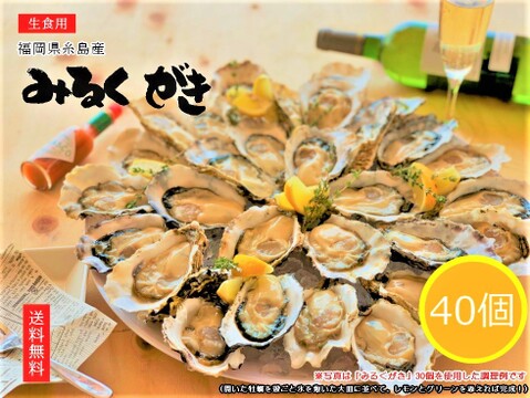 【 牡蠣 】みるくがき Ｍサイズ 40個（2.8～3.6kg）  福岡県糸島産 活 牡蠣
