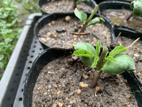 奥出雲産自然栽培丹波黒えだまめ(1kg)