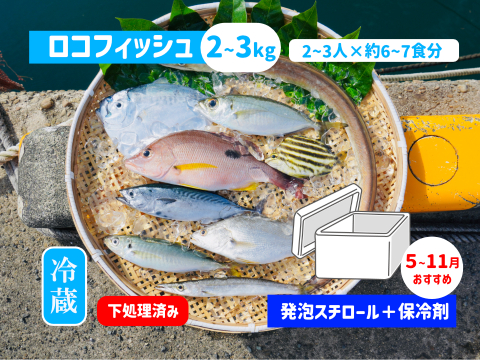 下処理⇒即日発送！ロコフィッシュ鮮魚ボックス2~3kg【発泡スチロール箱】