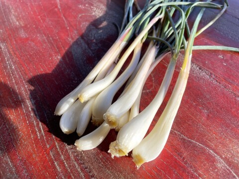 【産直 土付き】宮城県産 辛ウマ！エシャレット 200g 若採りらっきょう 自然栽培 栽培中農薬不使用 生食 太良衛門