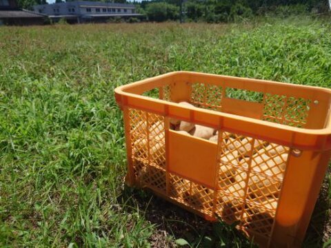 栽培中農薬・化学肥料不使用　男爵いも　箱込　５ｋｇ