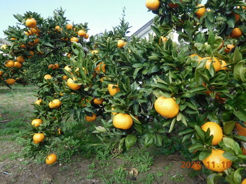 😊〈規格外〉price　伊豆産 今が旬！早生温州みかん   　　　 風袋込み約5.0㎏