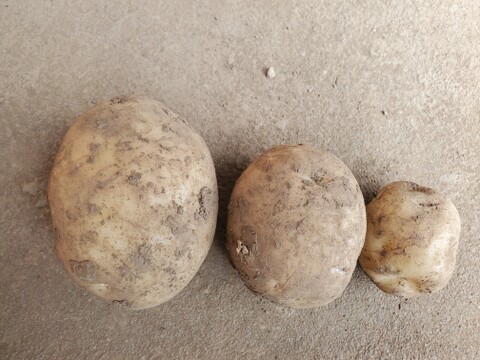 【大容量ちょっとお得】五島列島の元気な新じゃがいも！ 旨味たっぷりデジマ 20kg