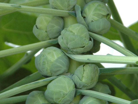 【今だけお得に販売！】葉が柔らかく食べやすいケール カーボロネロ1kg＆【お得！サイズバラバラ】芽キャベツ（1kg）規格外野菜 静岡県磐田市産