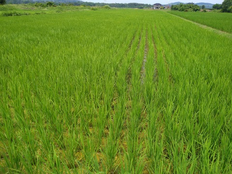【家族のためのお米(9kg)を食べてみませんか】米粒成長期の農薬ゼロなので有色米が混じっていますが、とてもおいしいです。ひとめぼれ9kg　標準精米、玄米も可。残りわずかです。