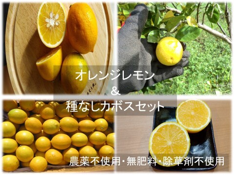 【期間限定】2種の柑橘セット　オレンジレモンと種なしカボス　農薬不使用