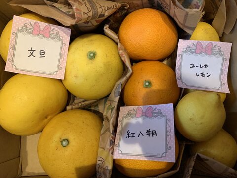 柑橘食べ比べ晩柑みっくす３kg