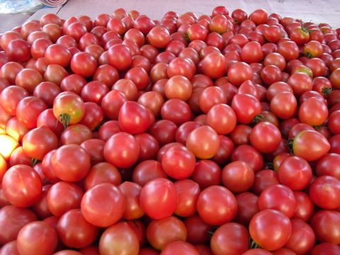 毎食トマト！バクバク食べちゃう栄ちゃんトマト　大きめ2キロ入り