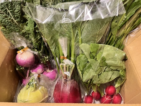 ＼シャキうま！／南房総の旬野菜セット！セレクトおまかせ【8品目】