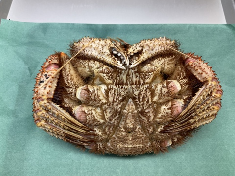 【特大】毛蟹/硬毛ガニ/味の濃さ旨味バツグン/3特ランク/浜茹で/1kgアップ【冷凍】