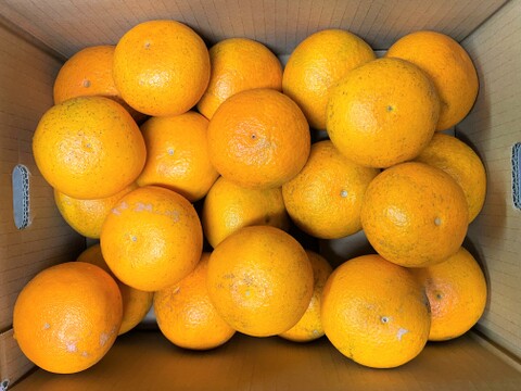 【家庭用】香りが良く、甘くてジューシーな清見オレンジ　（箱込み5キロ）