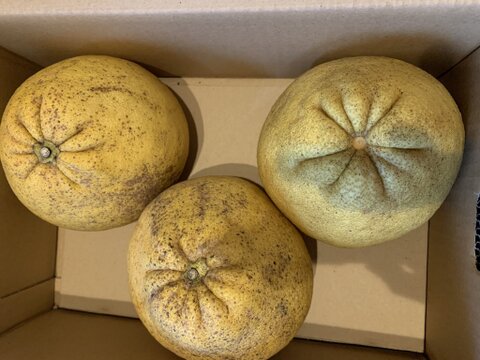 佐賀県太良町産紅まど2㎏家庭用（2～4個）