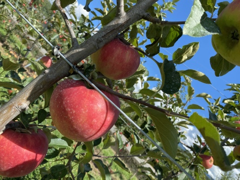 『甘い夢』りんご新品種 家庭用（7~11玉）✨8月お届け！甘くて硬いりんご🍎