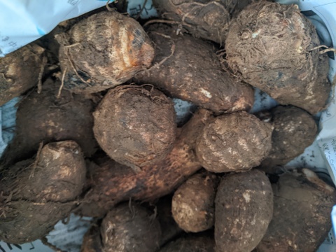 【栽培期間中　農薬不使用】ねっとり濃厚。えぐみ少なく、味しみ抜群。毎日使いたくなる里芋「土垂（どだれ）」(500g)