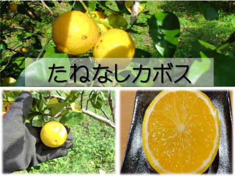 【完熟 種なしカボス】　農薬不使用　2キロ　寒い季節にクエン酸ビタミンたっぷり果汁