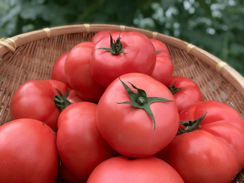 【限定100セット】愛されトマトのフルコース便🍅（食べチョク公式）