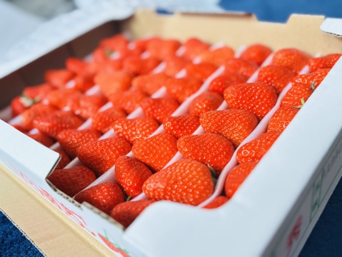 毎年1番人気！【訳ありお買い得！】サイズ、品種お任せ！不揃いイチゴ