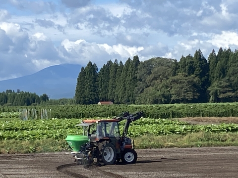 青森県産　にんにく　ホワイト六片