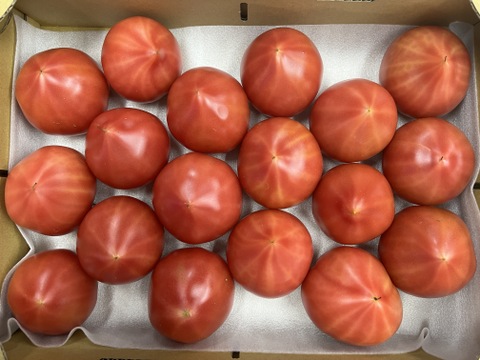 知る人ぞ知るトマト『ルネッサンス』2.4kg