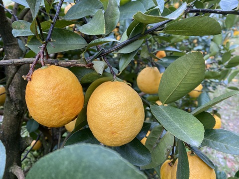 まぼろしの柑橘   『レモネード』　2kg   数量限定