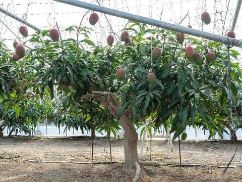 【食べチョク限定：家庭用】樹齢25年以上の木からなる糖度約17～18度の完熟マンゴー（3玉：0.8kg～1kg）