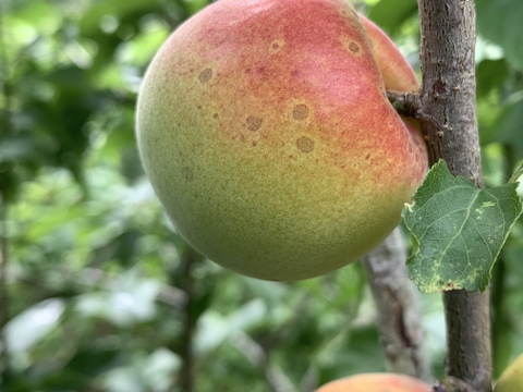 まじりっけなし！自然栽培 梅干用｢杉田梅｣1.7kg