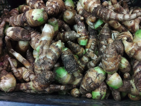 甘味が増した、ホクホクしっとり！小芋訳アリはね出しタケノコ芋(京芋)2.3Kg