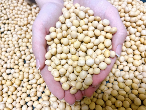 大豆（里のほほえみ）２kg農薬不使用•無施肥