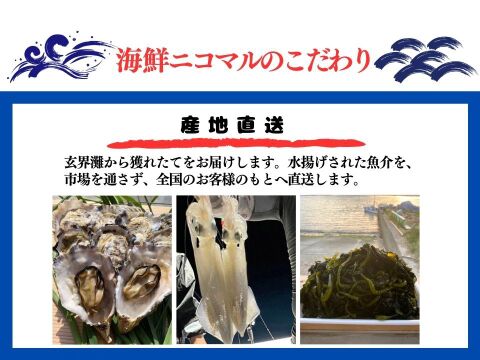 朝絞め!甘みと品があるヤリイカ 2kg 玄界灘 一本釣り